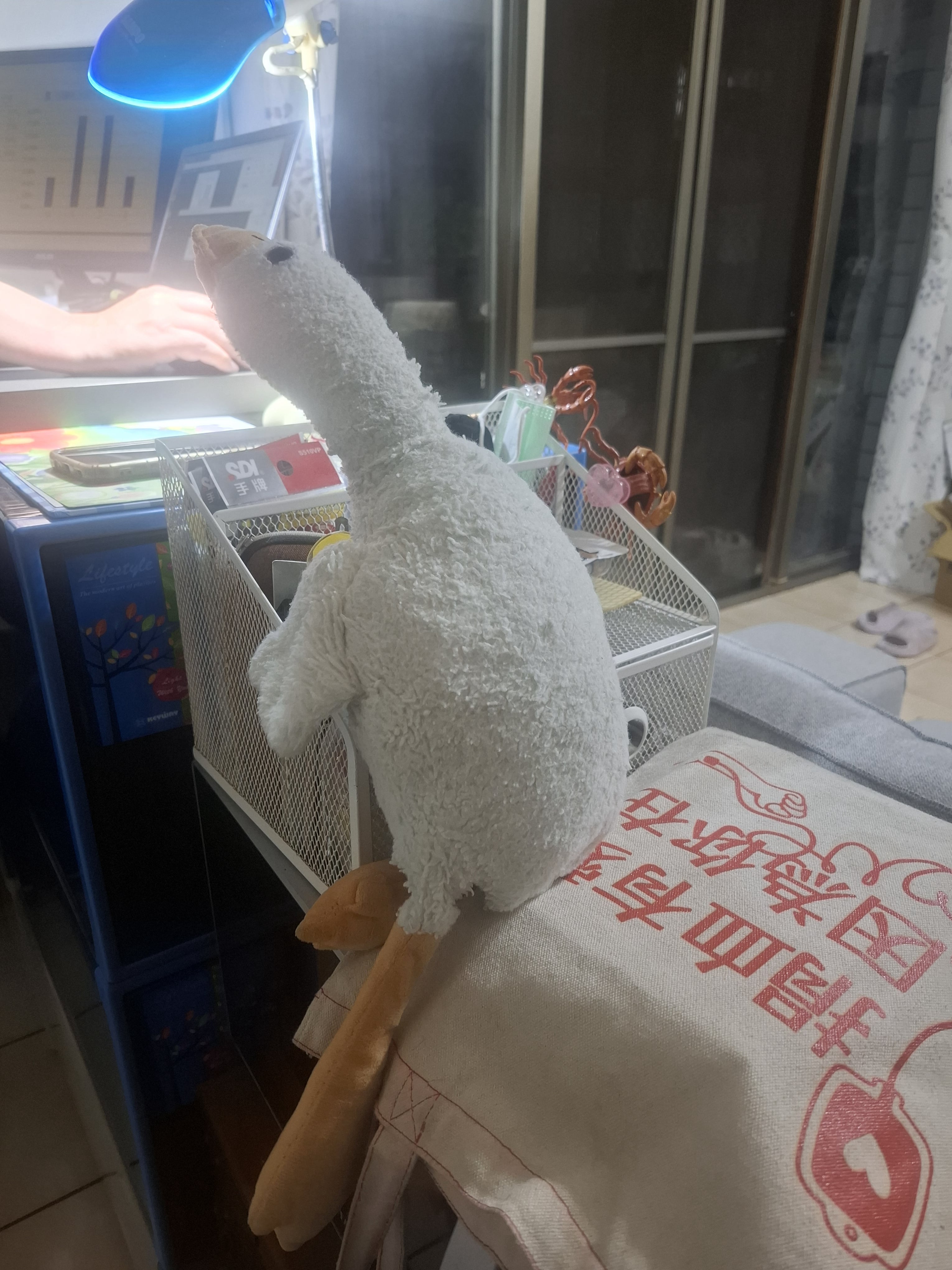 goose 專心上課